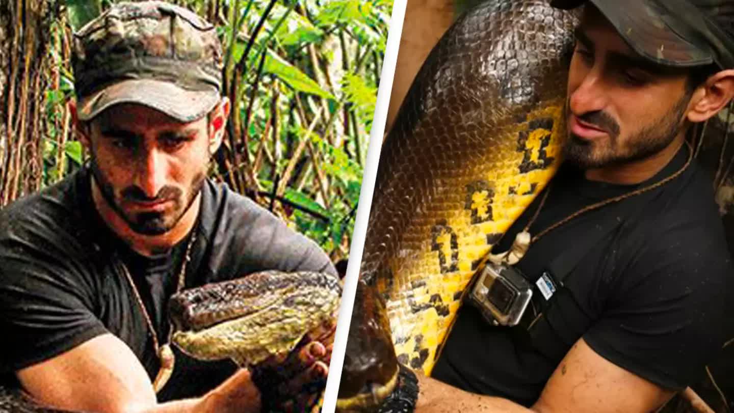 Anaconda mở rộng hàm để nuốt con mồi