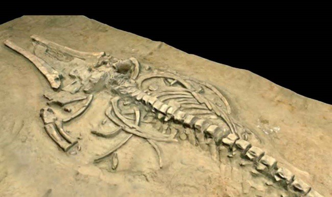 Xác cá voi khổng lồ ở sa mạc Chile