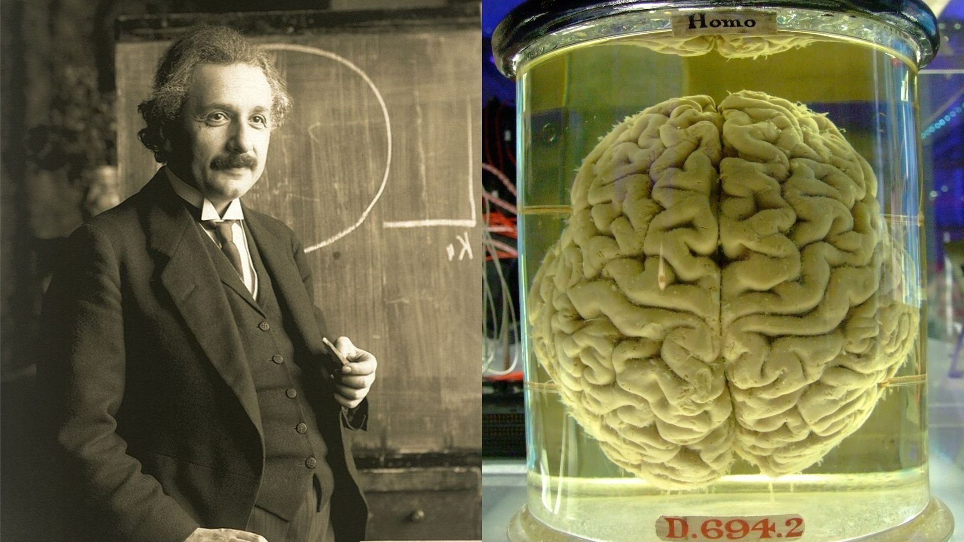 Công nghệ lập bản đồ RNA mới mở ra cơ hội giải mã bộ não Einstein và kho báu di truyền bị lãng quên- Ảnh 2. Phân tích mô ung thư bằng công nghệ mới