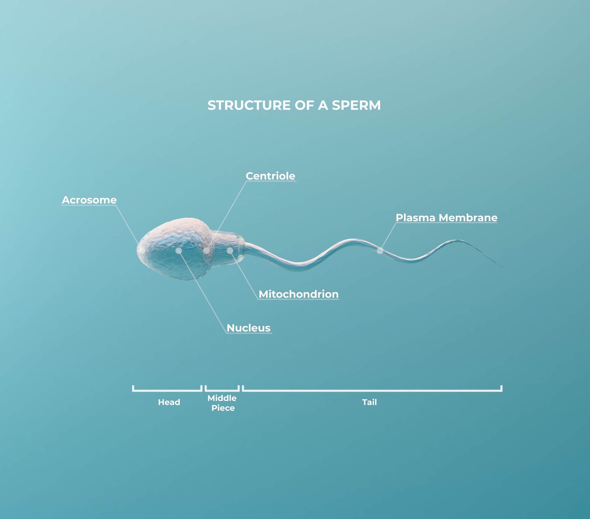 Đưa thuốc đến đúng vị trí trong cơ thể