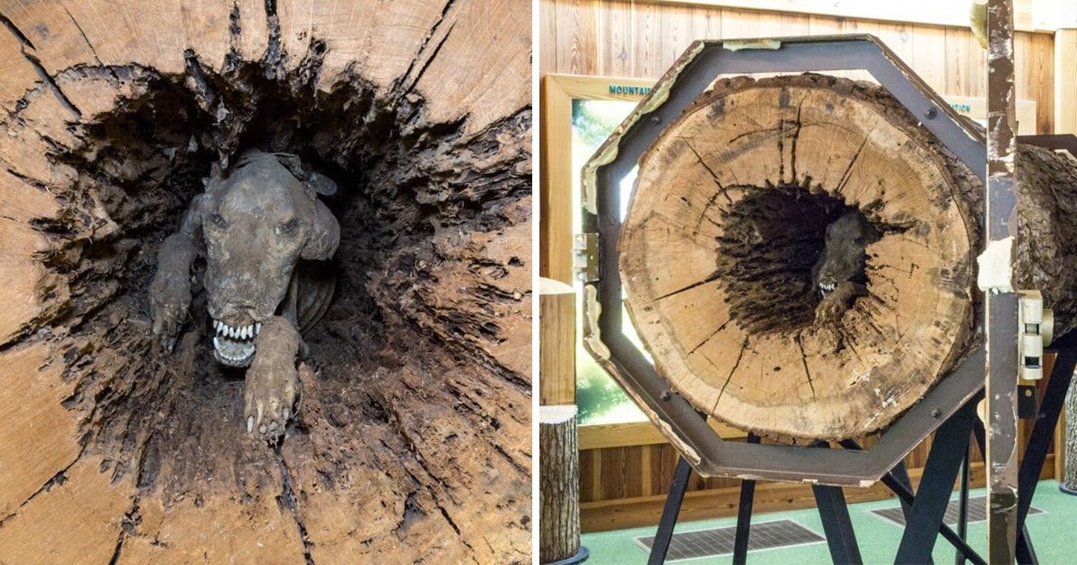 Dấu tích vết xước và tư thế của Stuckie khi mắc kẹt