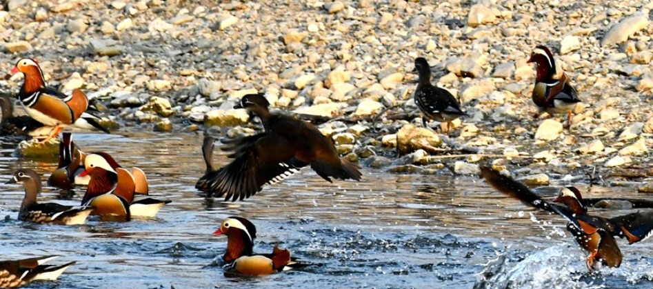 Đàn vịt trời lạ bên ao cụ Jin