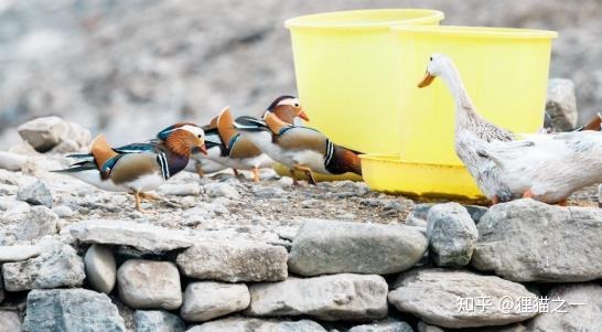 Cụ ông Jin cùng đàn chim uyên ương