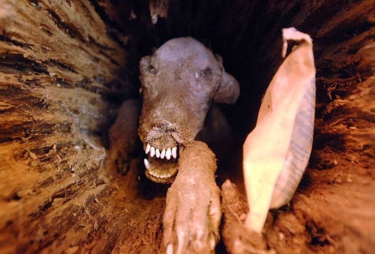 Xác ướp Stuckie bên trong thân cây sồi được lấy ra