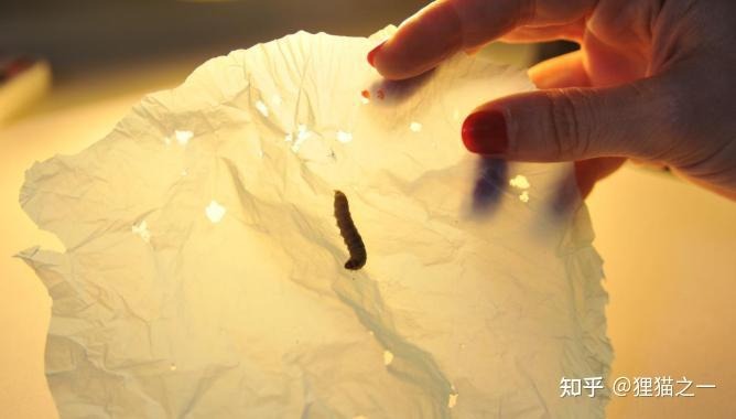 Phân tích enzyme trong nước bọt sâu sáp