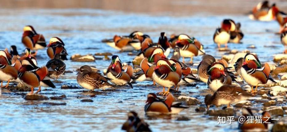 Đàn chim uyên ương trên mặt nước sông Thanh Lượng