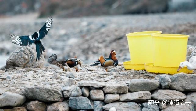 Đàn vịt uyên ương rực rỡ