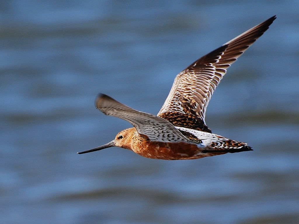 Loài chim nhỏ với chiếc mỏ cong đặc trưng