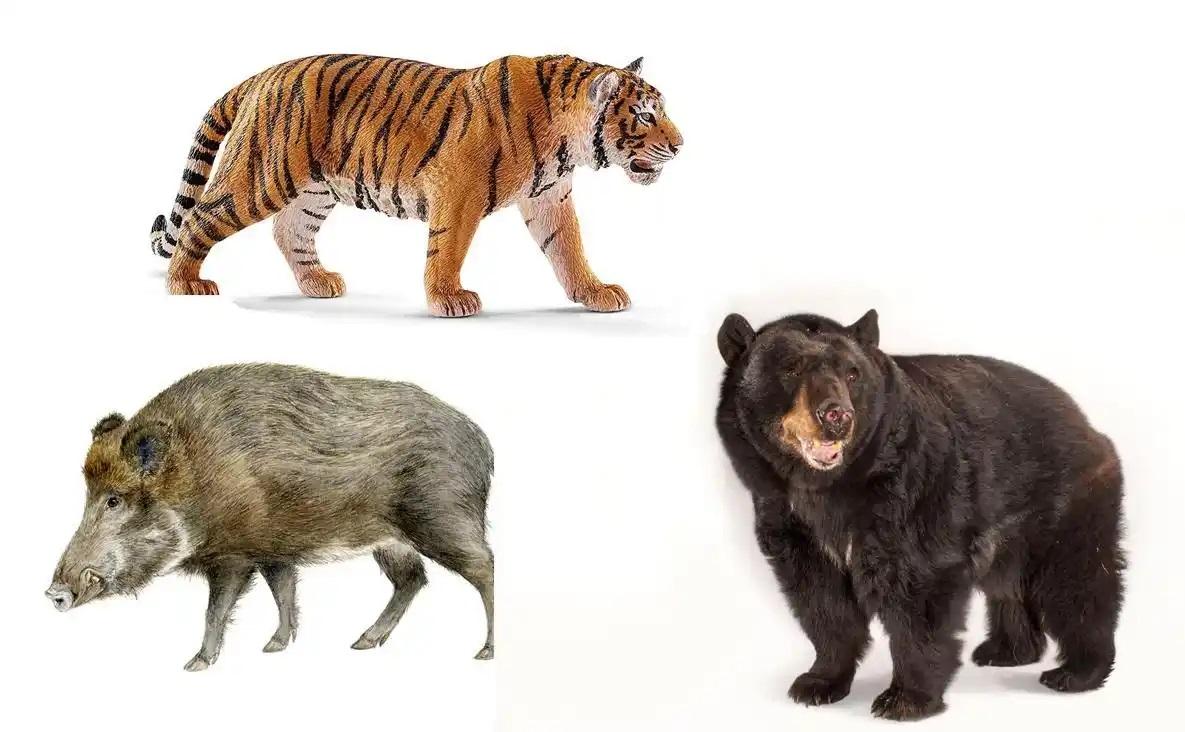 Lơnrùnguyhiểmvớiconngười