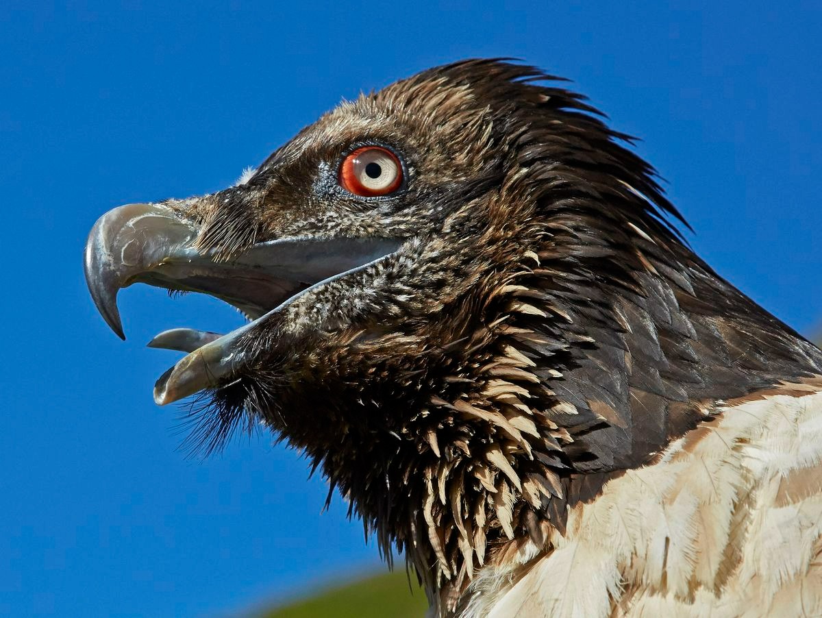 Vụ tấn công của kền kền năm 2024 Người phụ nữ bị thương do tấn công của chim kền kền