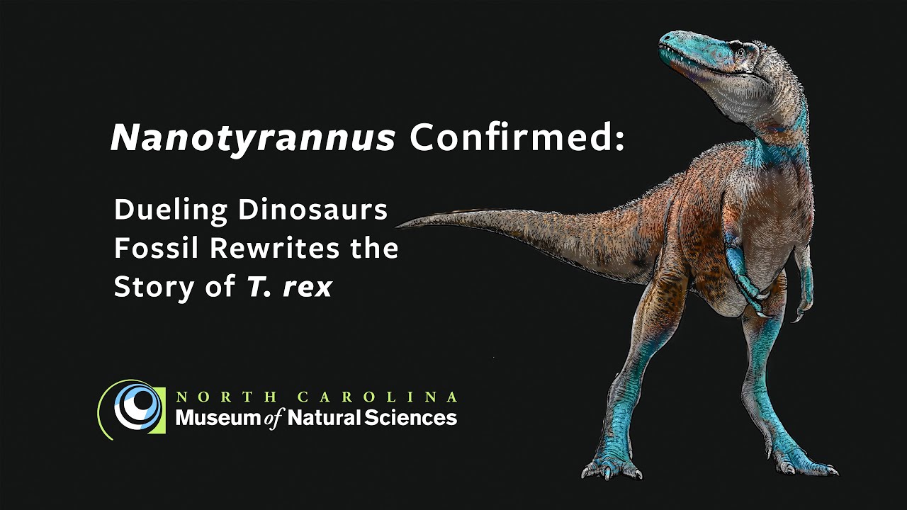 Nanotyrannus so sánh với T-Rex