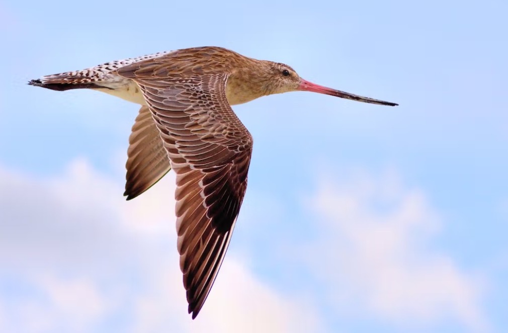 Loài chim di cư bay trên bầu trời rộng lớn