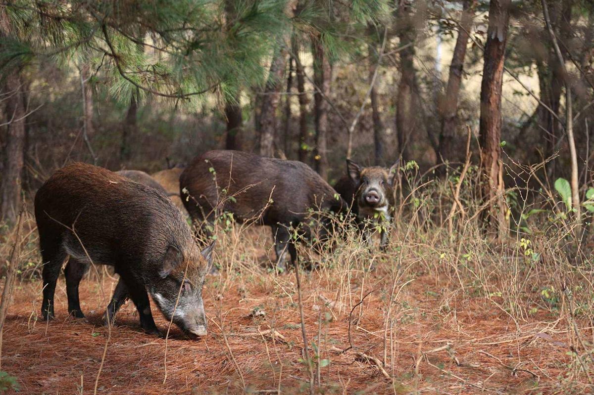 Lợn rừng tấn công chó săn