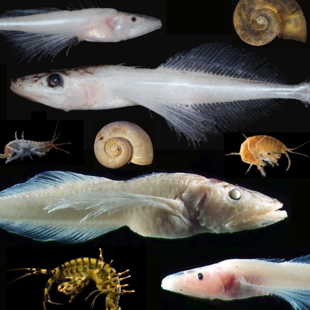 Hệ sinh thái phong phú tại Hồ Baikal