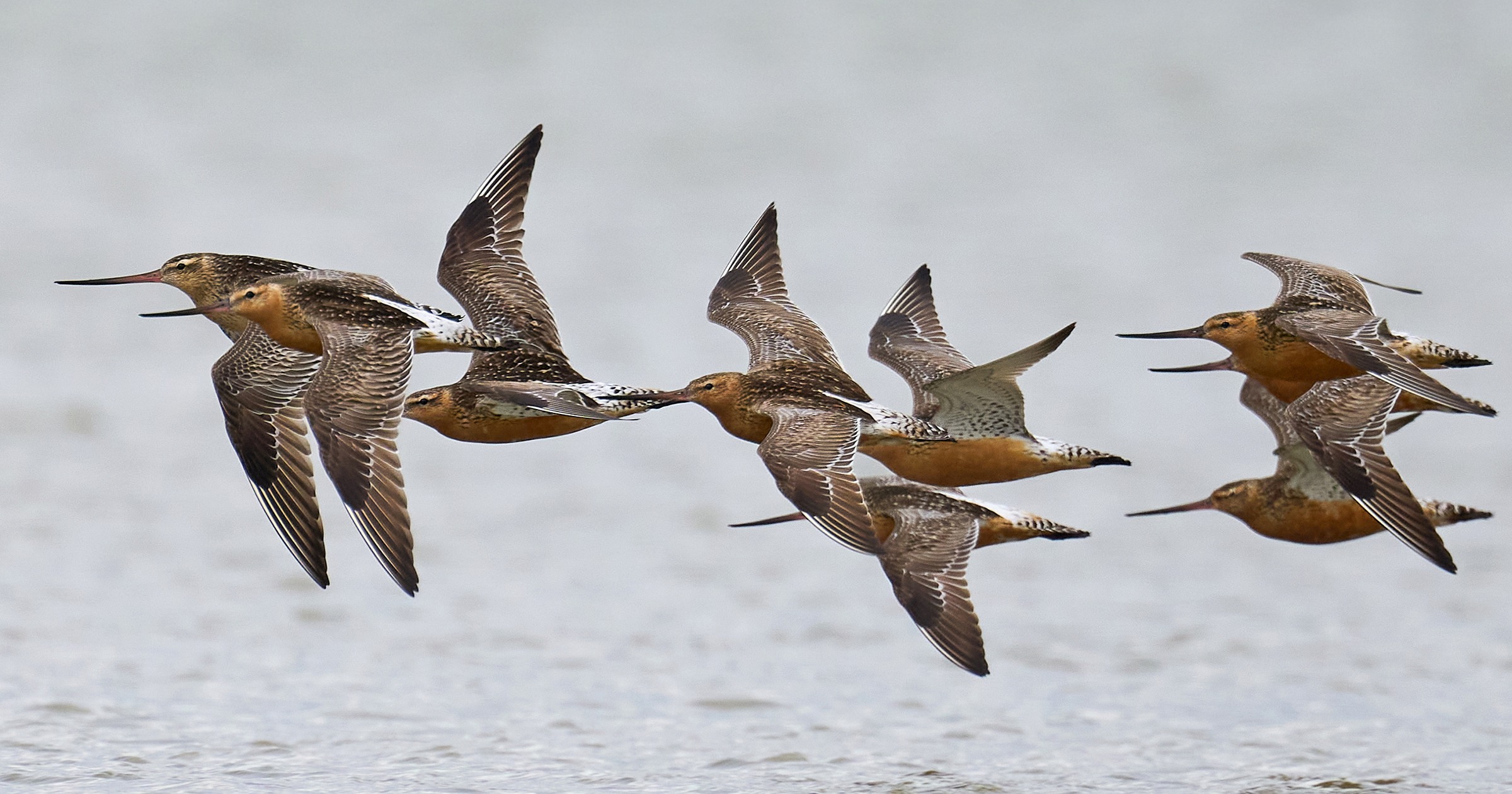 Một cá thể chim choắt đậu trên cành cây