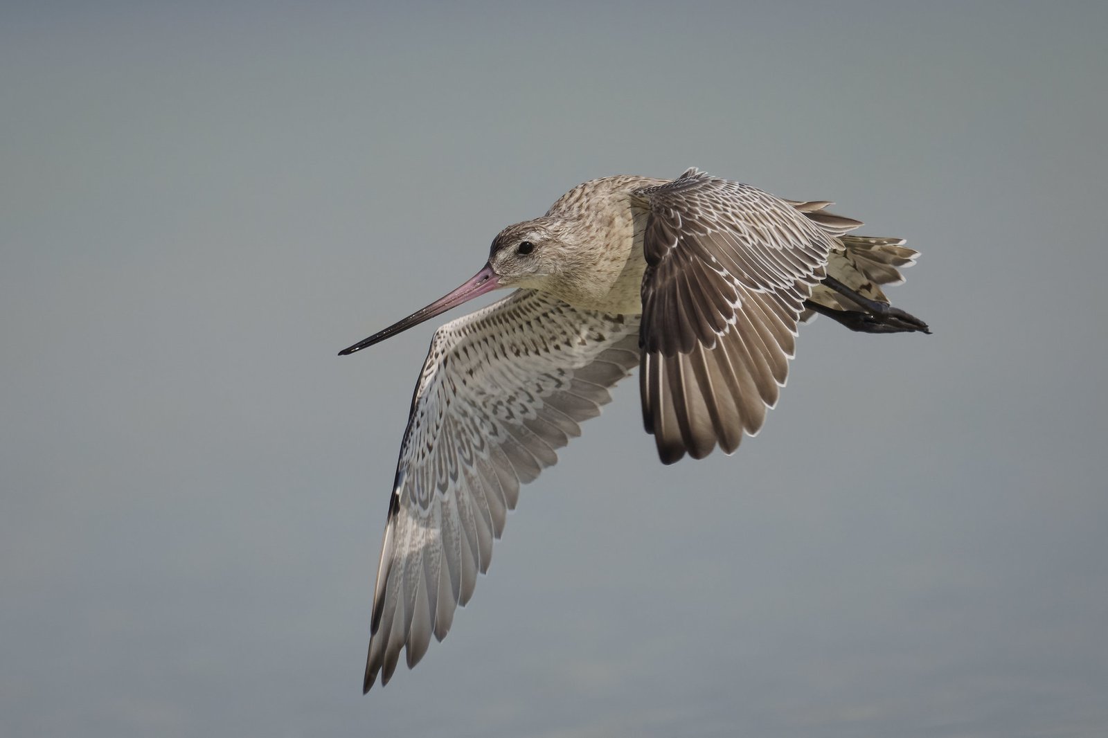 Nội tạng co lại và phục hồi sau chuyến bay dài