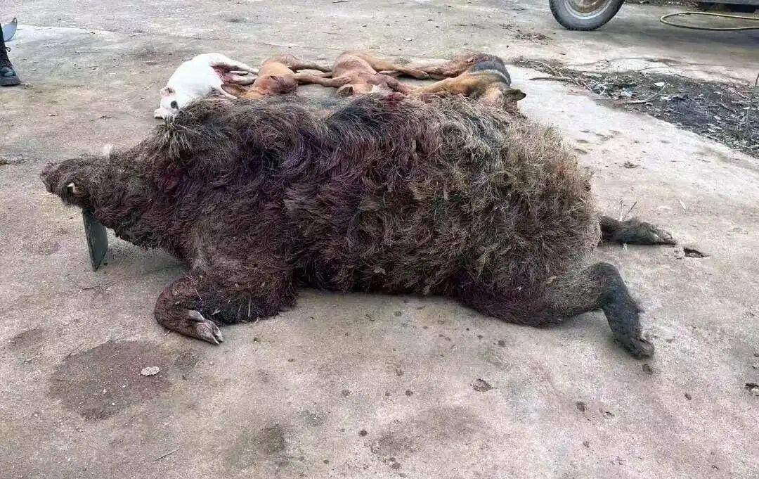 Lớp mô dày trên thân lợn rừng