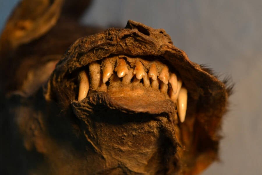 Mảnh mô lông màu vàng trong bụng chó con Kỷ Băng hà