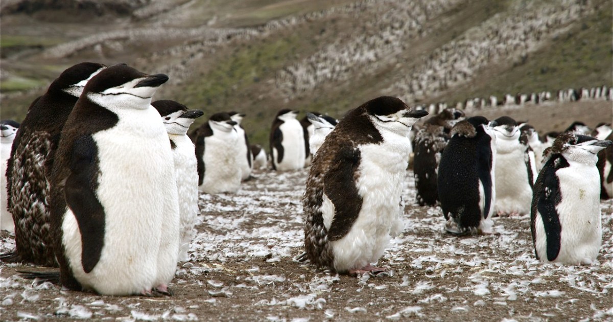 Các nhà khoa học nghiên cứu hiện tượng amoniac tại Nam Cực